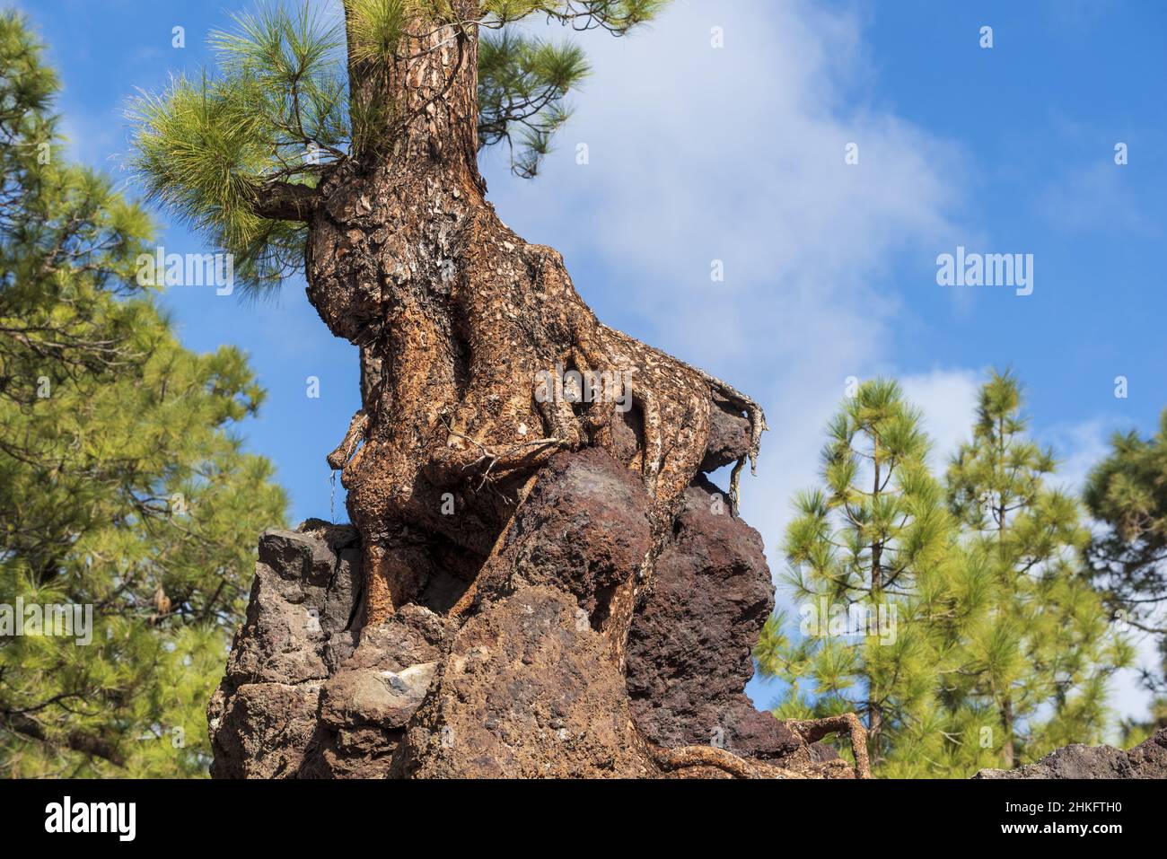 Espagne, îles Canaries, Ténérife, pin canarien au point de vue de Los Poleos, sur le TF38, Corona Forestal Banque D'Images