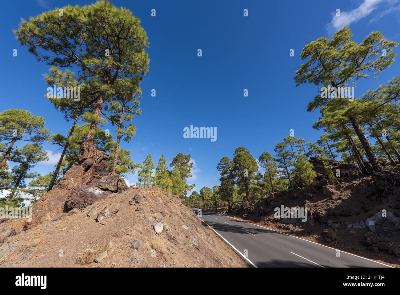 Espagne, îles Canaries, Ténérife, pin canarien au point de vue de Los Poleos, sur le TF38, Corona Forestal Banque D'Images