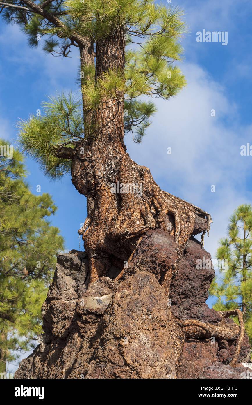 Espagne, îles Canaries, Ténérife, pin canarien au point de vue de Los Poleos, sur le TF38, Corona Forestal Banque D'Images