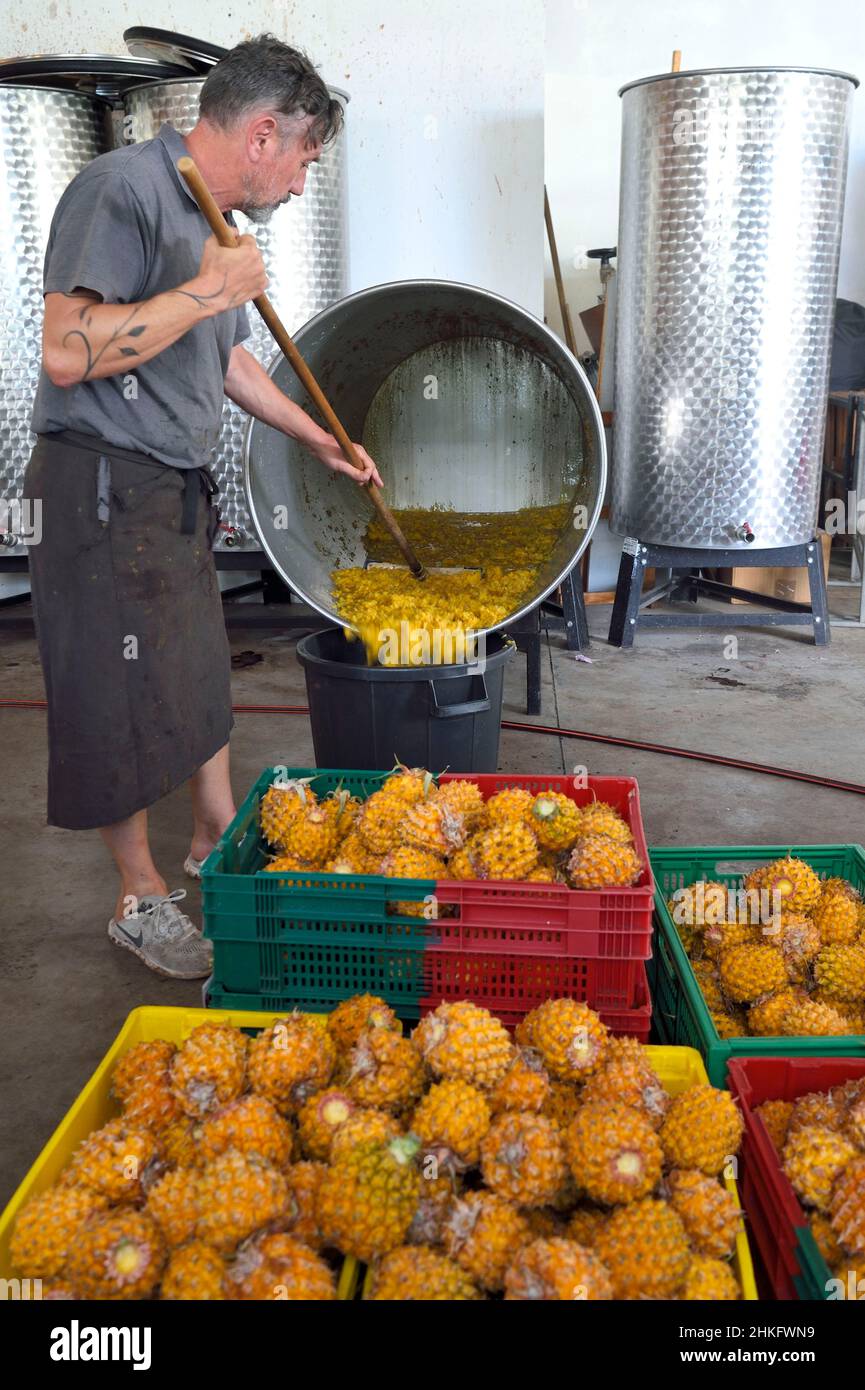 France, Ile de la Réunion (département français d'outre-mer), la Saline, distillation de la partie des Anges, ananas recueillis en citernes après trois mois de fermentation et avant distillation Banque D'Images