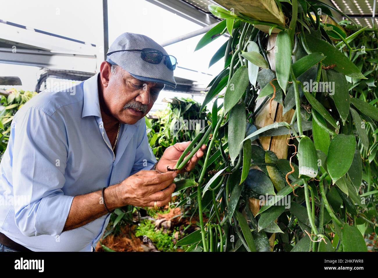 France, Ile de la Réunion (département français d'outre-mer), Saint Louis, domaine de Bellevue, producteur de vanille planifolia biologique cultivée sous panneaux photovoltaïques, Jean Edwards Saint-Lambert Banque D'Images