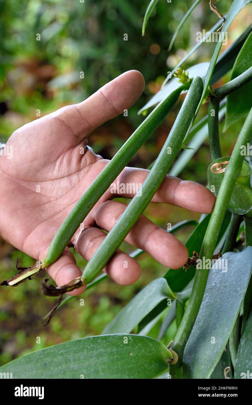 France, Ile de la Réunion (département français d'outre-mer), Saint Louis, domaine de Bellevue, producteur de vanille biologique planifolia cultivée sous panneaux photovoltaïques, gousses de vanille fertilisées il y a 4 mois Banque D'Images