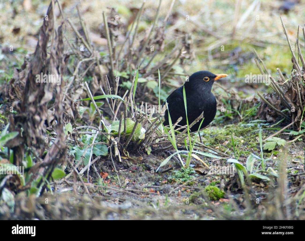 Mâle commun blackbird (Turdus merula) à la recherche de nourriture dans un jardin en hiver Banque D'Images