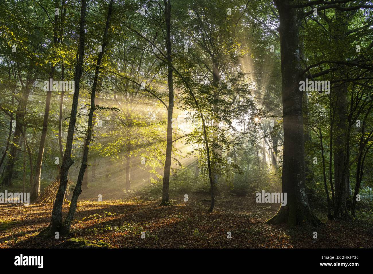 France, somme, Crécy-en-Ponthieu, forêt de Crécy, lumières d'automne et rayons de soleil dans la brume de la forêt de Crécy Banque D'Images
