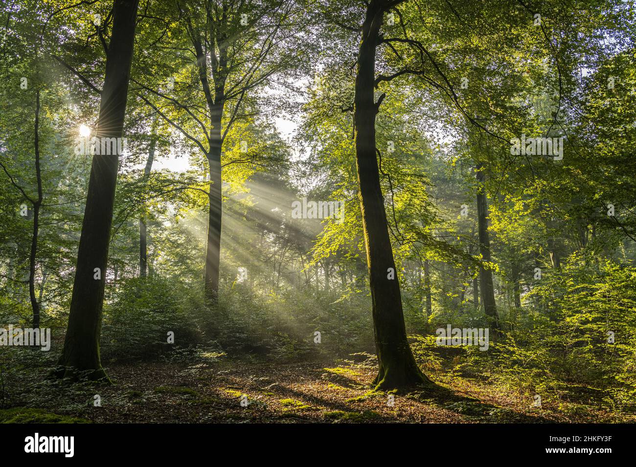 France, somme, Crécy-en-Ponthieu, forêt de Crécy, lumières d'automne et rayons de soleil dans la brume de la forêt de Crécy Banque D'Images