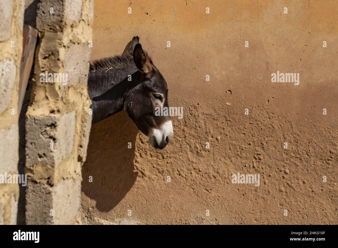Le Bénin, Natitingou, de Gaule sauve des animaux qui ont été blessés ou abandonnés, âne Banque D'Images