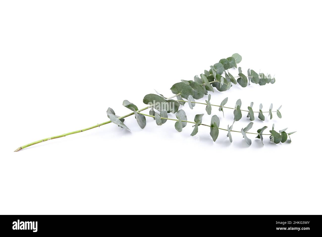 Feuilles d'eucalyptus vert et branche décoration florale isolée sur fond blanc Banque D'Images