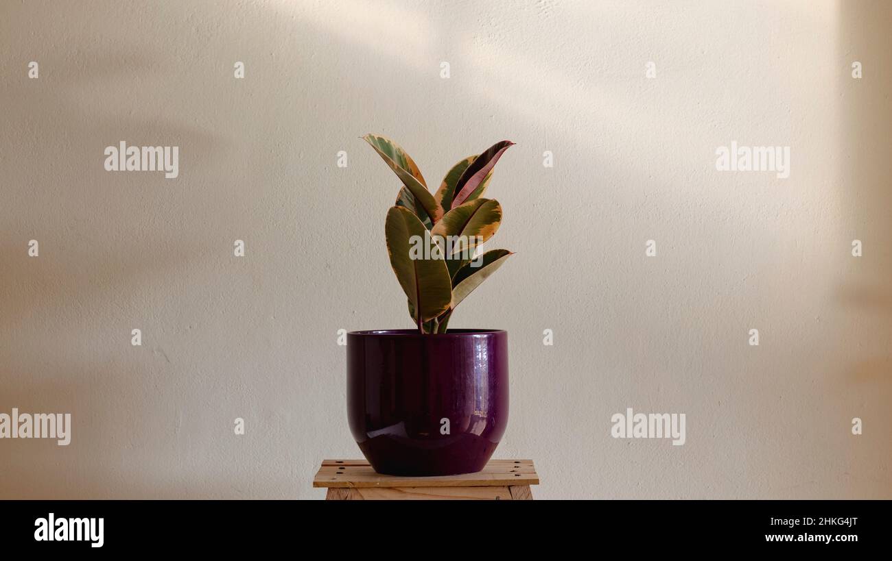 Plante de caoutchouc variégée de Ficus elastica Banque D'Images