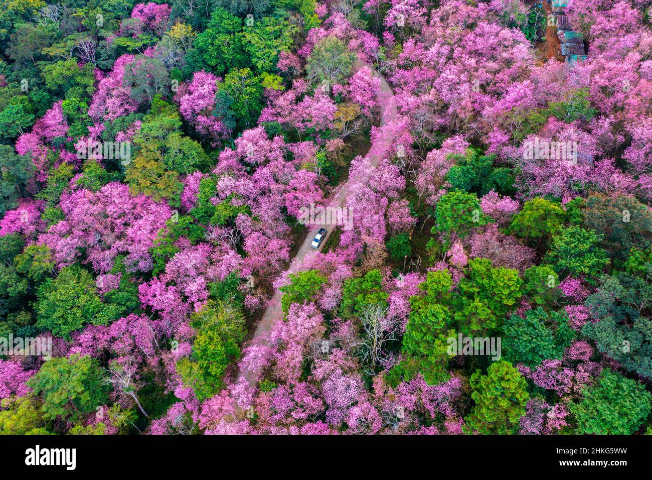 Vue aérienne sur les cerisiers en fleurs des montagnes Phu chi fa dans la province de Chiang rai, en Thaïlande. Banque D'Images