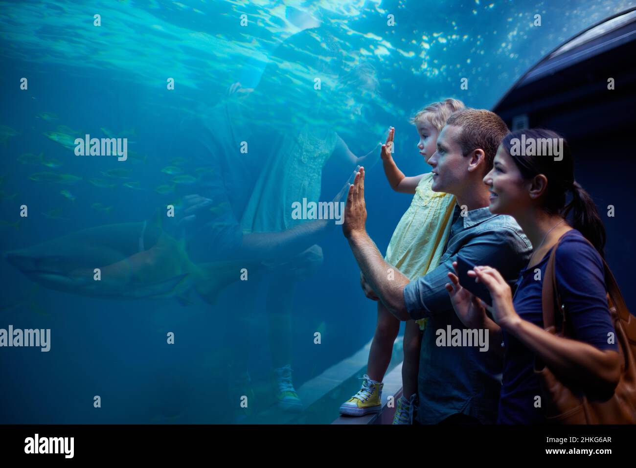 Elle se concentre sur ces poissons.Photo rognée d'une petite fille sur une sortie à l'aquarium. Banque D'Images