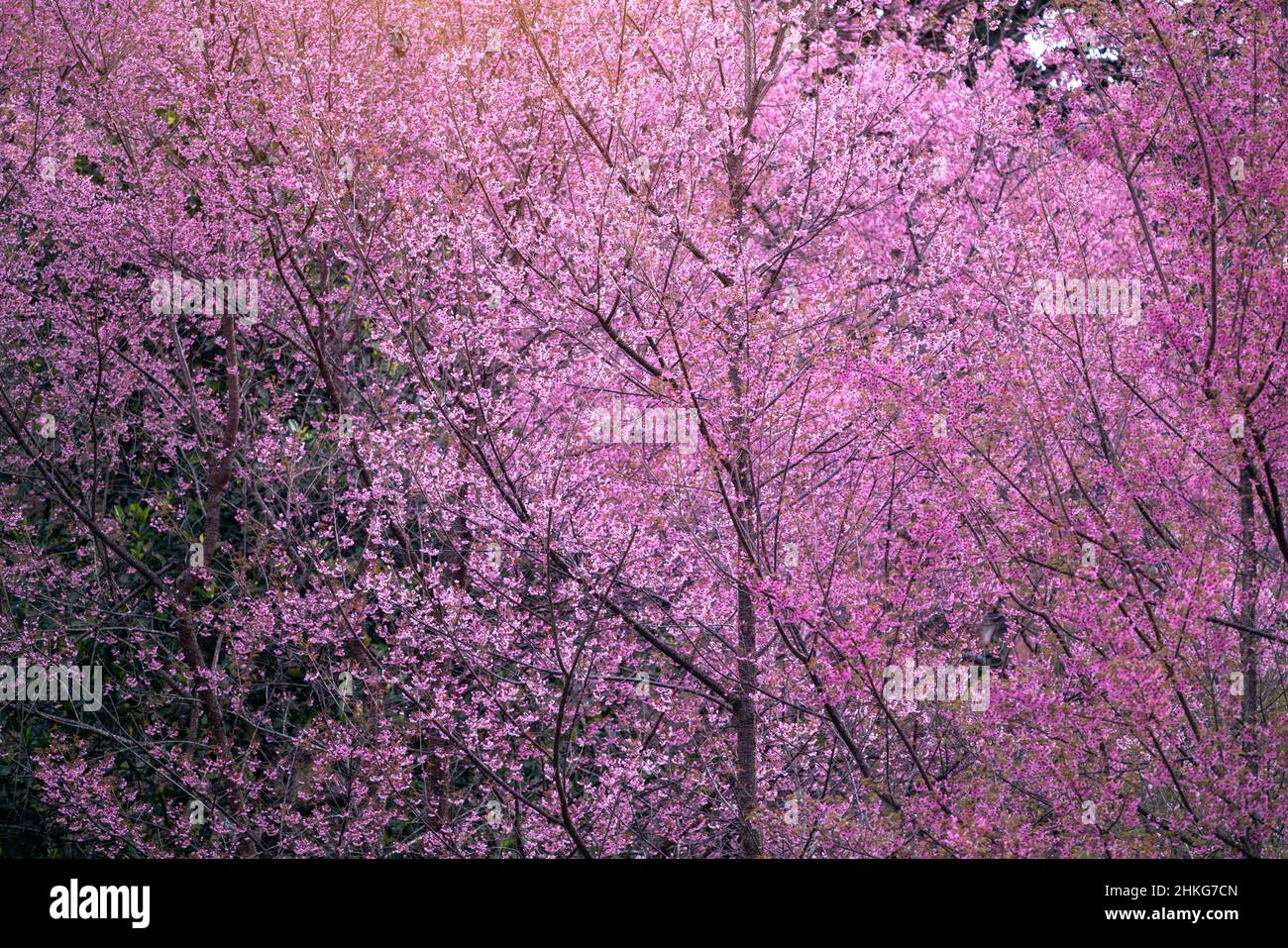 Fleur de cerisier rose au printemps, Chiang Rai, Thaïlande. Banque D'Images