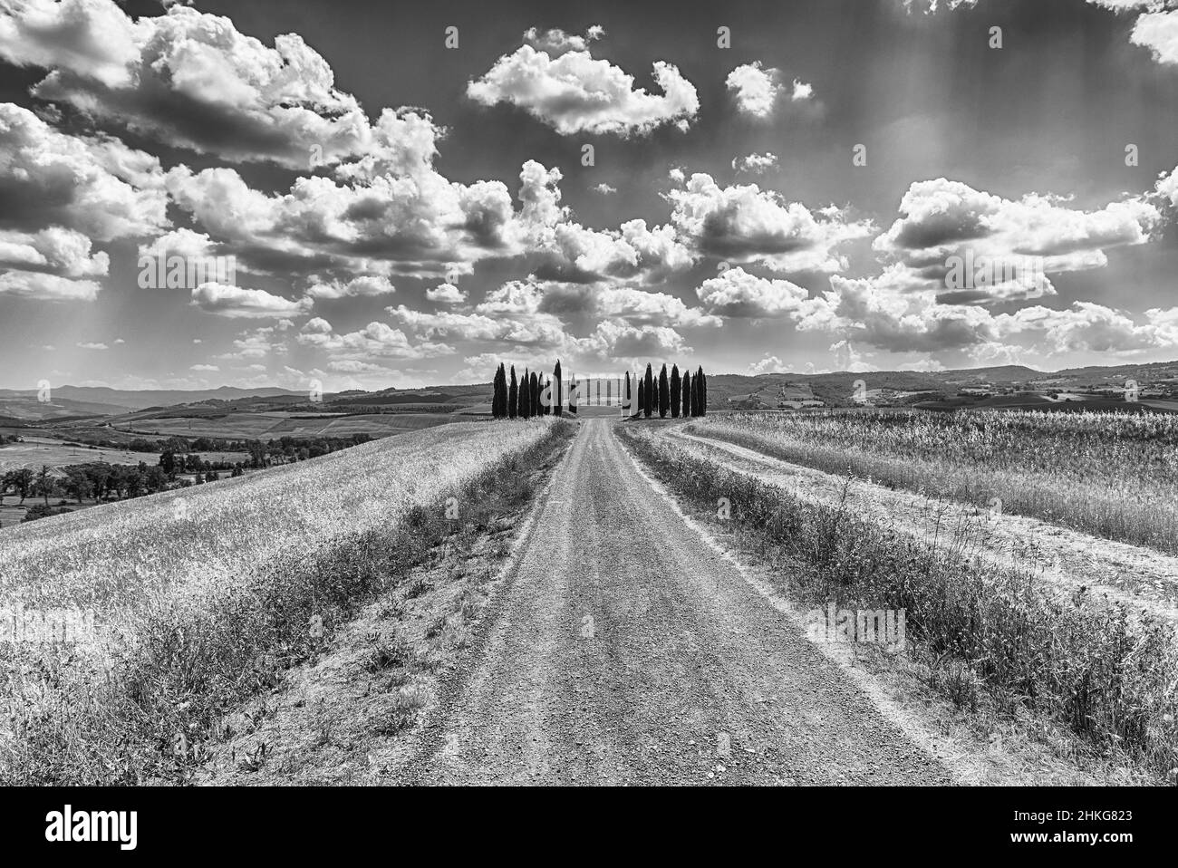 SAN QUIRICO d'ORCIA, ITALIE - 23 JUIN : groupe emblématique de cyprès à San Quirico d'Orcia, province de Sienne, Toscane, Italie, vu le 23 juin 2019 Banque D'Images