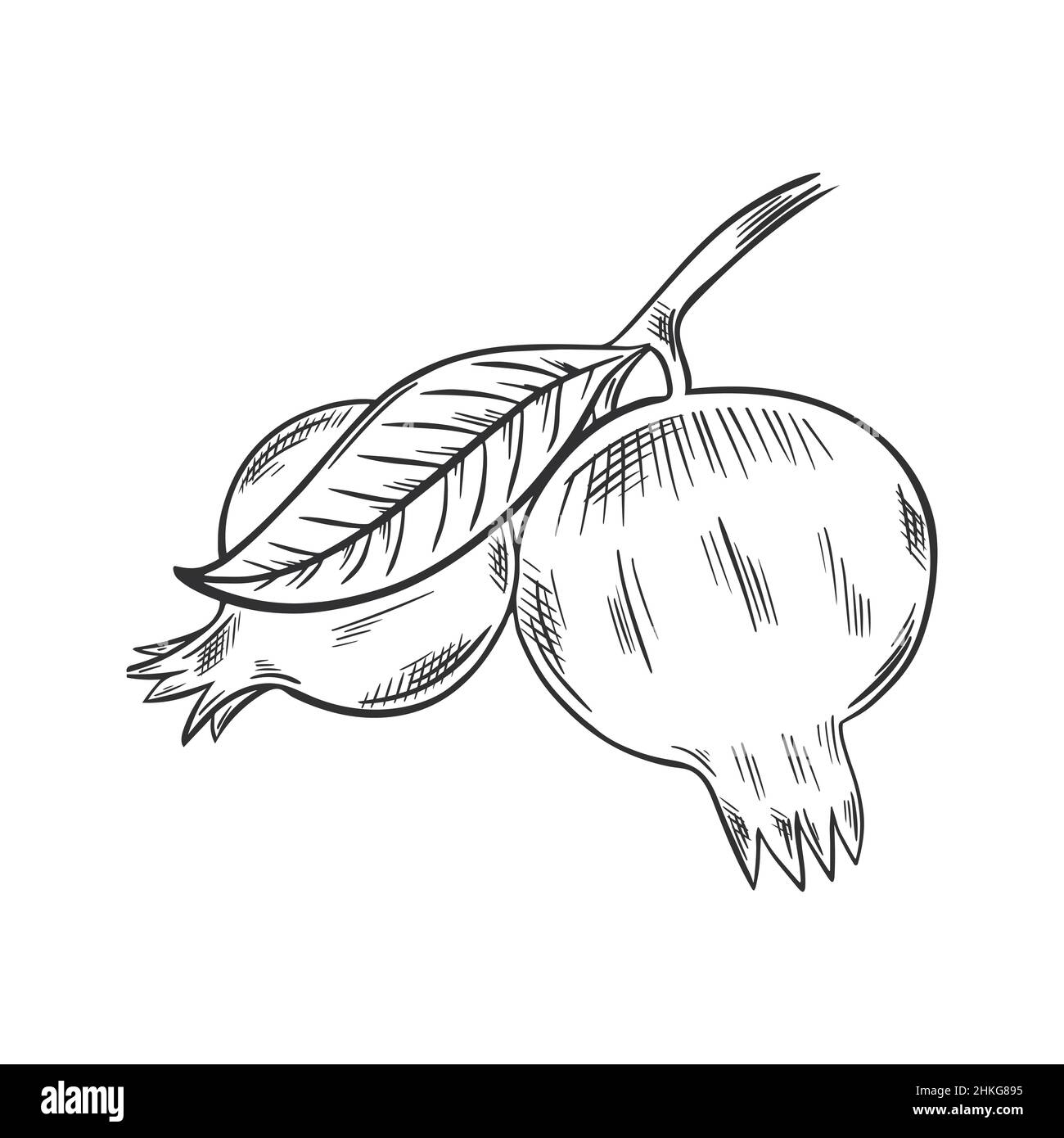 Dessinez des fruits de grenade sur la branche avec des feuilles Illustration de Vecteur