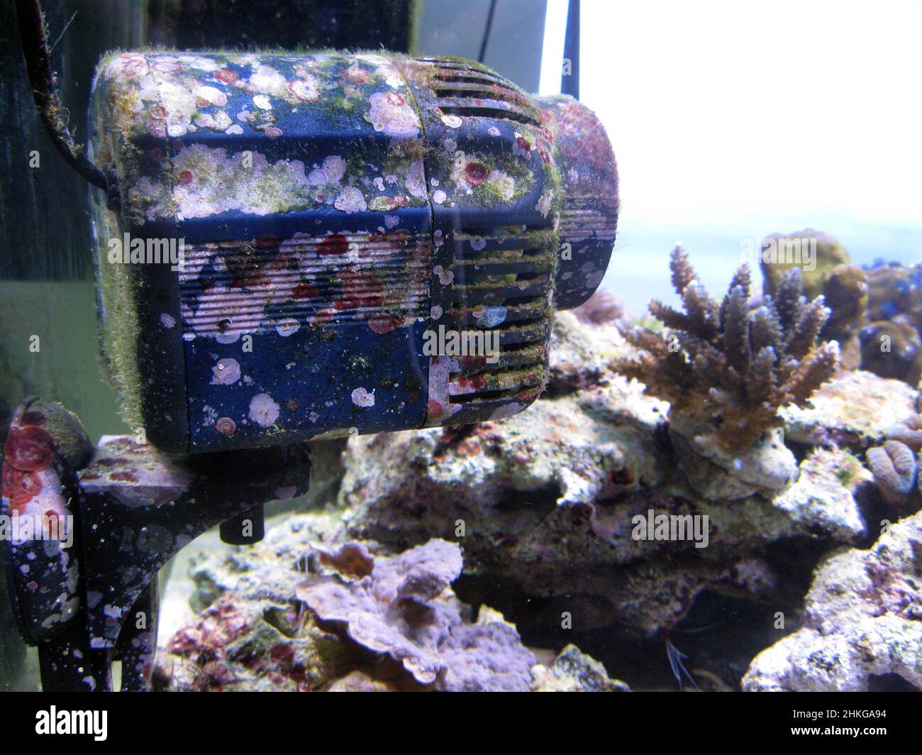 La pompe de circulation fournit un débit continu d'eau de l'aquarium Banque D'Images
