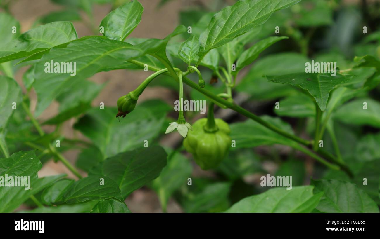 Gros plan d'une branche de piment de Naga Morich avec une fleur et des pointes de croissance Banque D'Images