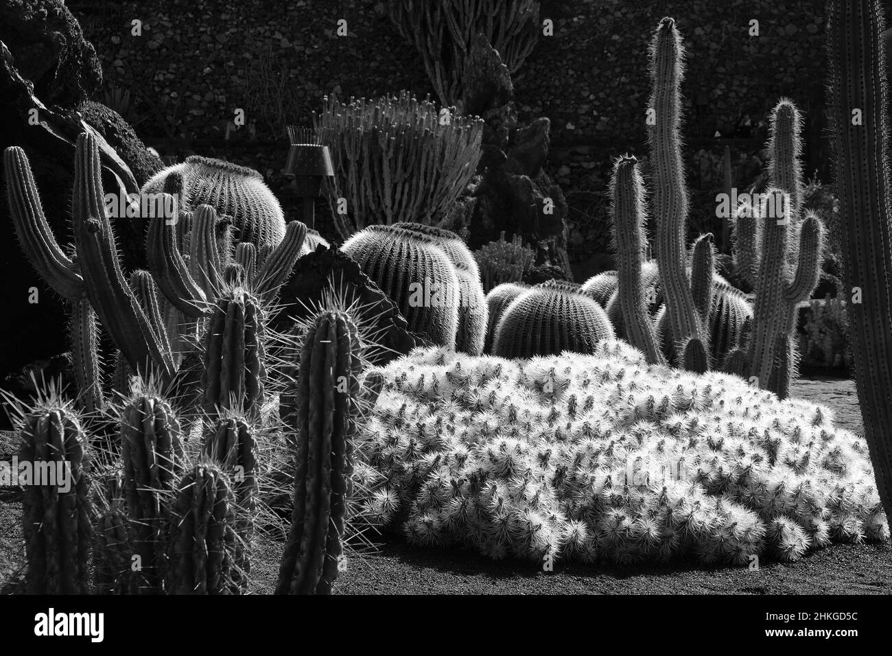 Jardin de Cactus, jardin de cactus conçu par Cesar Manrique à Guatiza Banque D'Images