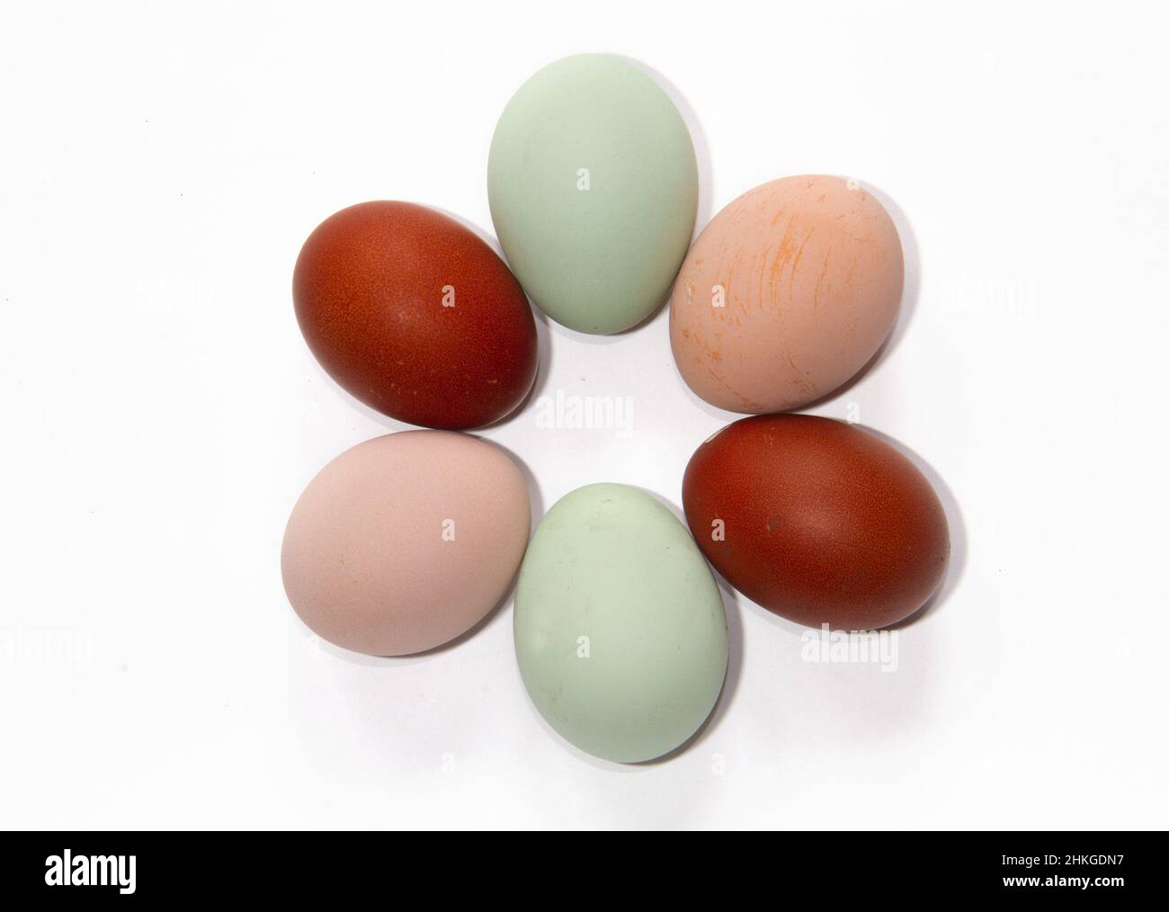 Six œufs de trois couleurs différentes pondus par trois types de poulets : Sussex, Marans et Araucona Banque D'Images