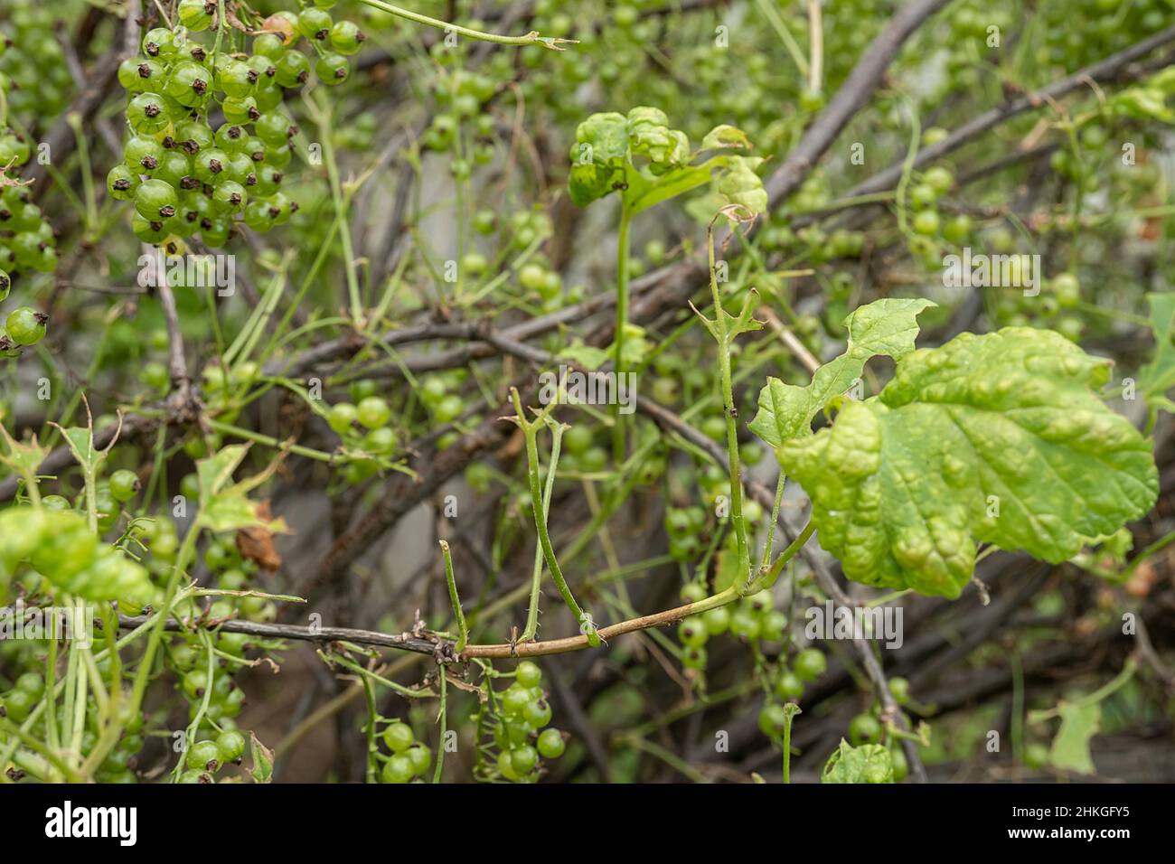 Maladies et ravageurs des buissons de baies . Puceron de la Galle sur les raisins de Corinthe. Feuilles endommagées sur un grossis. Banque D'Images