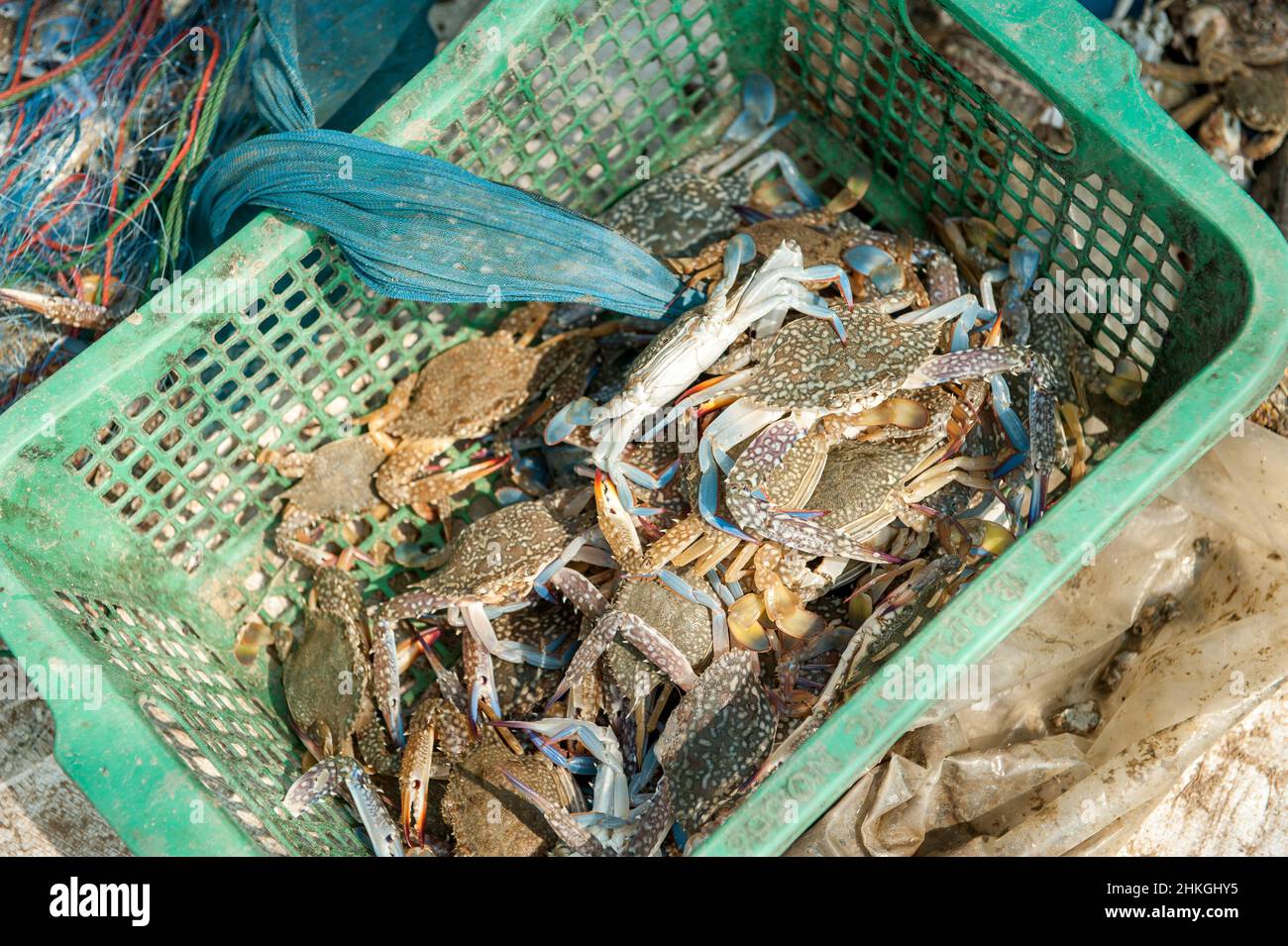 Panier avec crabes au port de pêche de Say Beach juste au sud de Khao Kalok dans la province de Prachuap Khiri Khan en Thaïlande. Banque D'Images