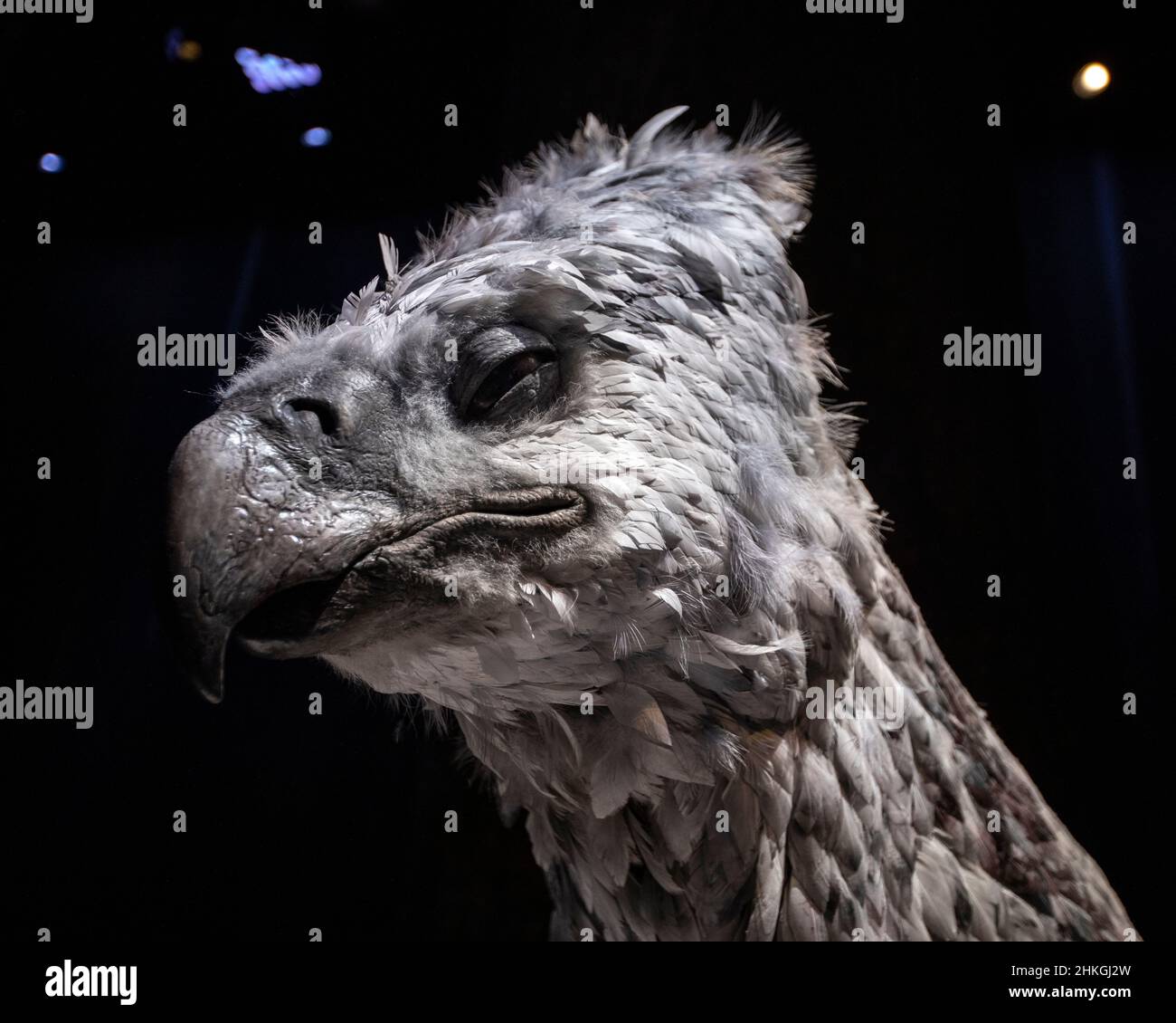Leavesden, Royaume-Uni - janvier 9th 2022 : Buckbeak exposé lors de la tournée Making of Harry Potter aux studios Warner Bros. De Leavesden, près de Londres, Royaume-Uni. Banque D'Images