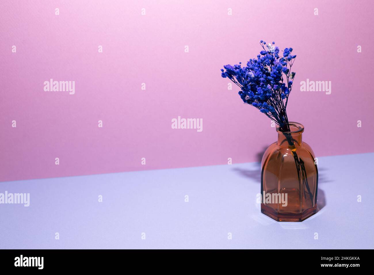 Vase bleu de fleurs de souffle de bébé sur table bleue. Fond de mur rose. Intérieur de la maison Banque D'Images