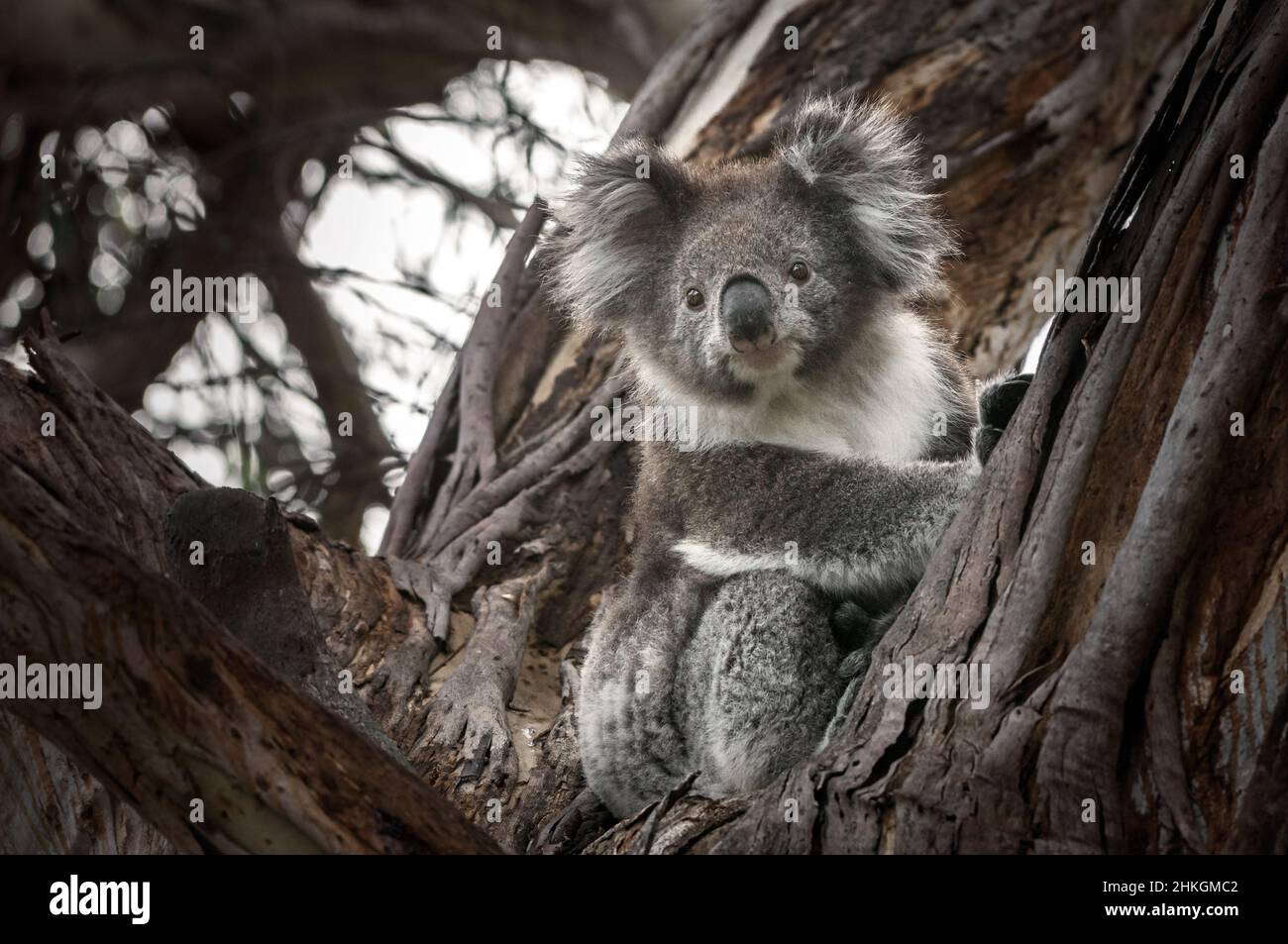 Koala regardant curieusement vers le bas d'un eucalyptus. Banque D'Images