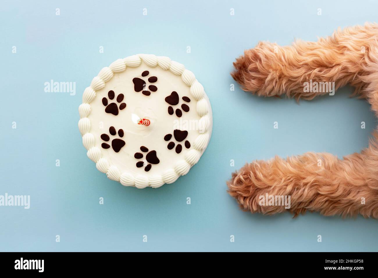 Chien avec gâteau d'anniversaire à imprimé patte et bougie d'anniversaire Banque D'Images