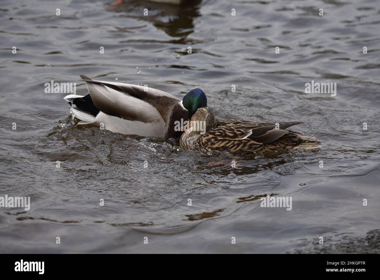 Paire de Canards colverts (Anas platyrhynchos) avec des têtes ensemble dans le comportement en cour sur un étang ondulé en Angleterre, au Royaume-Uni en janvier Banque D'Images