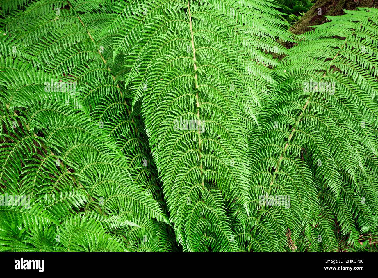 Végétation luxuriante, feuilles de fougères dans le parc national Great Otway. Banque D'Images