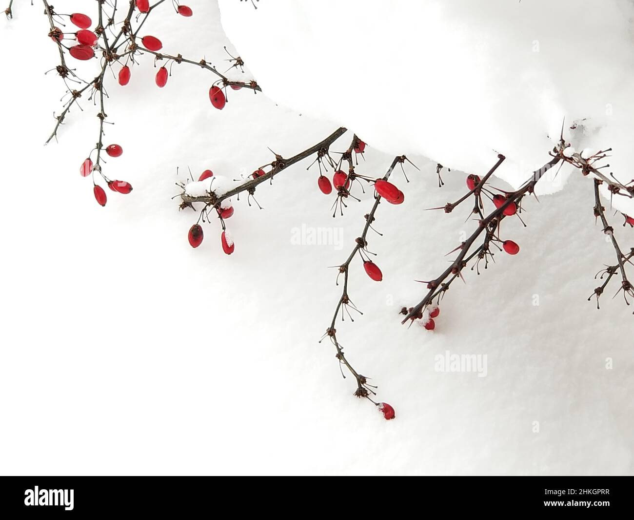 Brousse de baryre japonaise en hiver, poussant ses branches vers le haut après une tempête de neige lourde -04 Banque D'Images