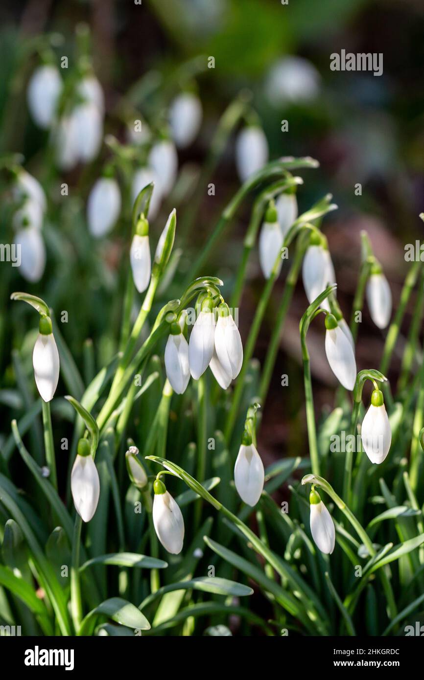 Jolies fleurs enneigées par une belle journée d'hiver Banque D'Images