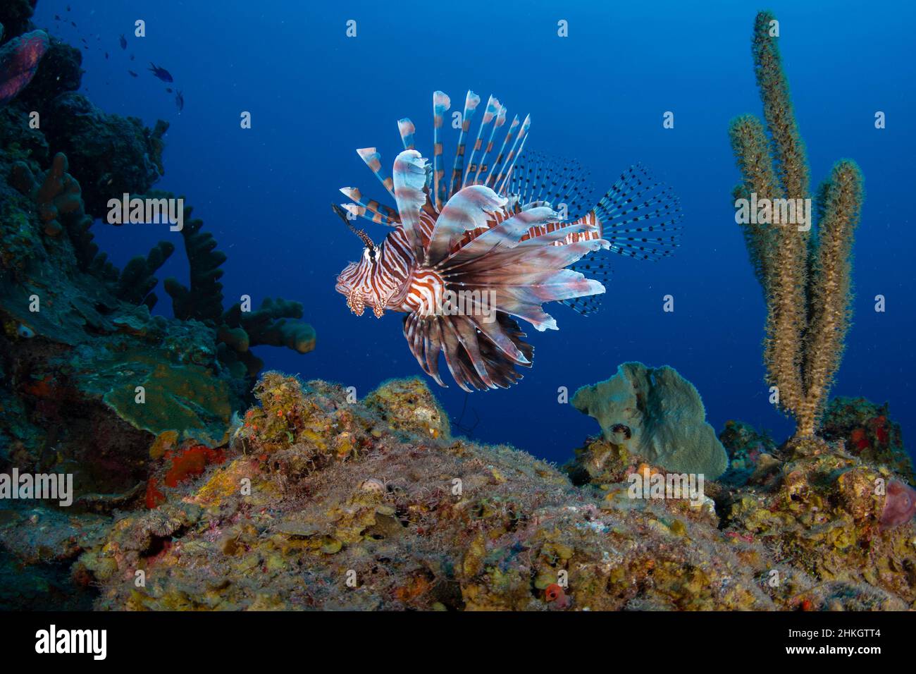Un poisson rouge envahissant (Scorpaenidae) sur le récif au large de l'île néerlandaise des Caraïbes, au large de Sint Maarten Banque D'Images