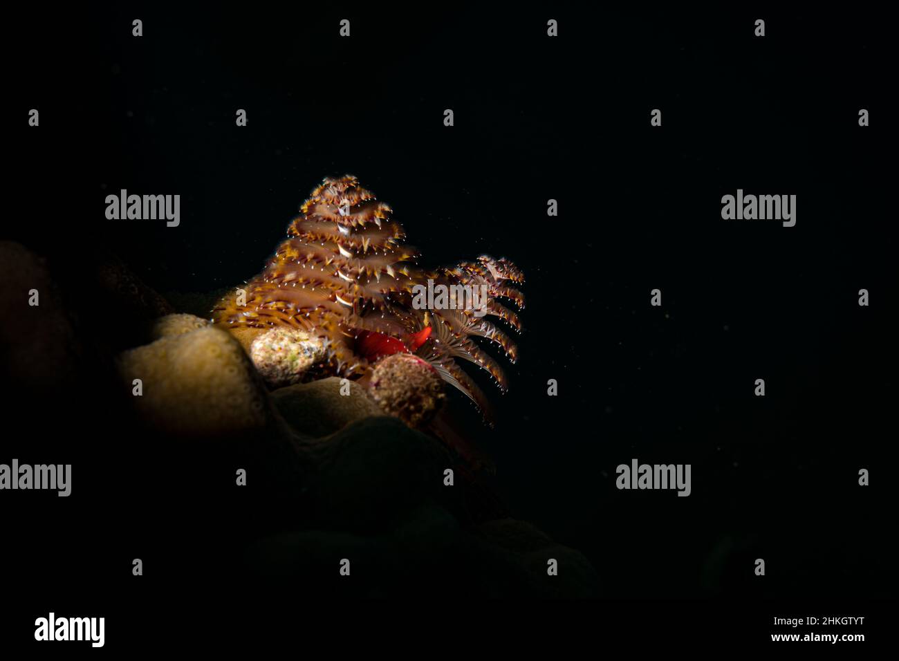 Le ver de Noël (Spirobranchus giganteus) sur le récif au large de l'île de Sint Maarten aux Antilles néerlandaises Banque D'Images