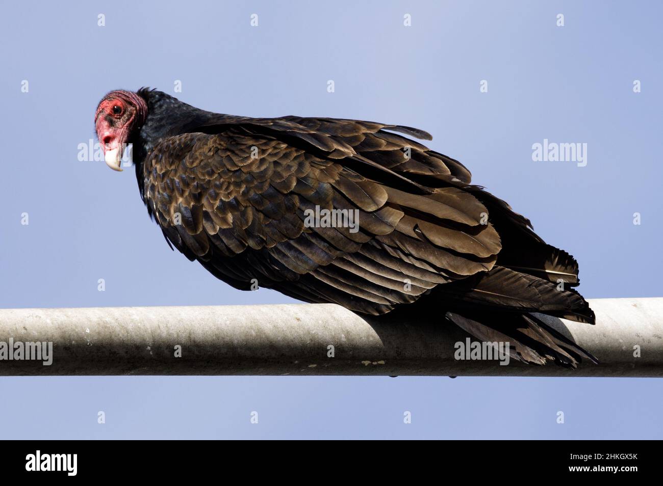 Turkey Vulture perchée sur un poteau lumineux de rue et regardant la caméra.Palo Alto Baylands, comté de Santa Clara, Californie, États-Unis. Banque D'Images