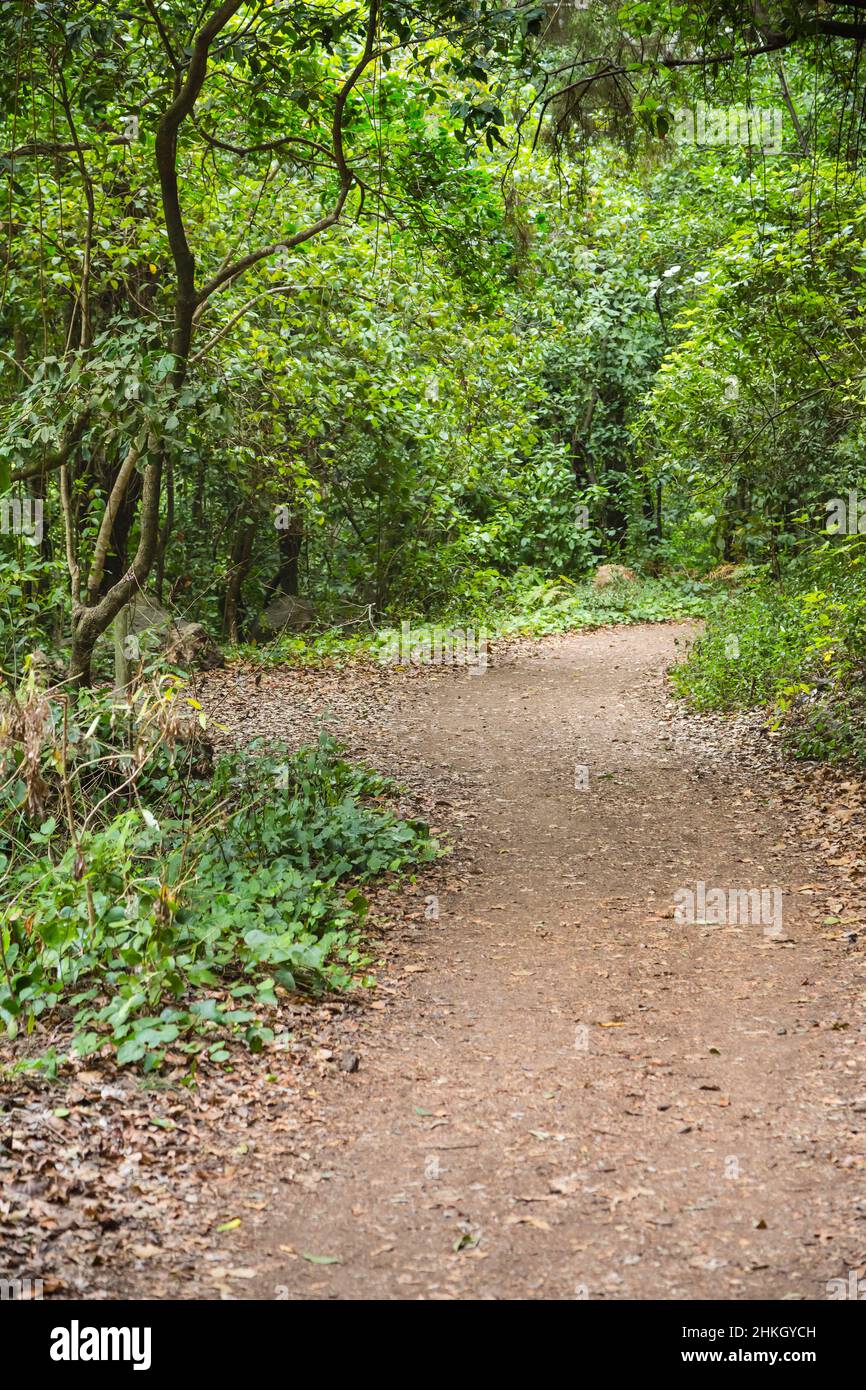 Sentier à travers le canyon de la forêt tropicale de Los Tilos à la Palma, Espagne. Banque D'Images