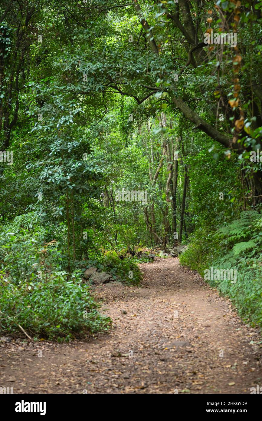 Sentier à travers le canyon de la forêt tropicale de Los Tilos à la Palma, Espagne, se concentrer sur le fond. Banque D'Images