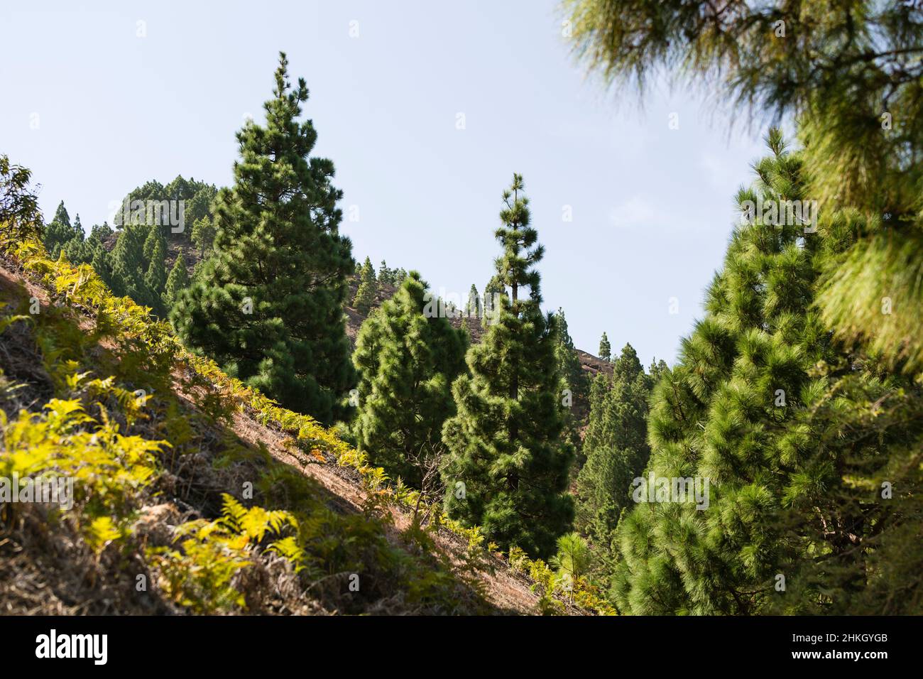 Vue sur la pinède et les pentes abruptes de la Cumbre Vieja à la Palma, Espagne. Banque D'Images