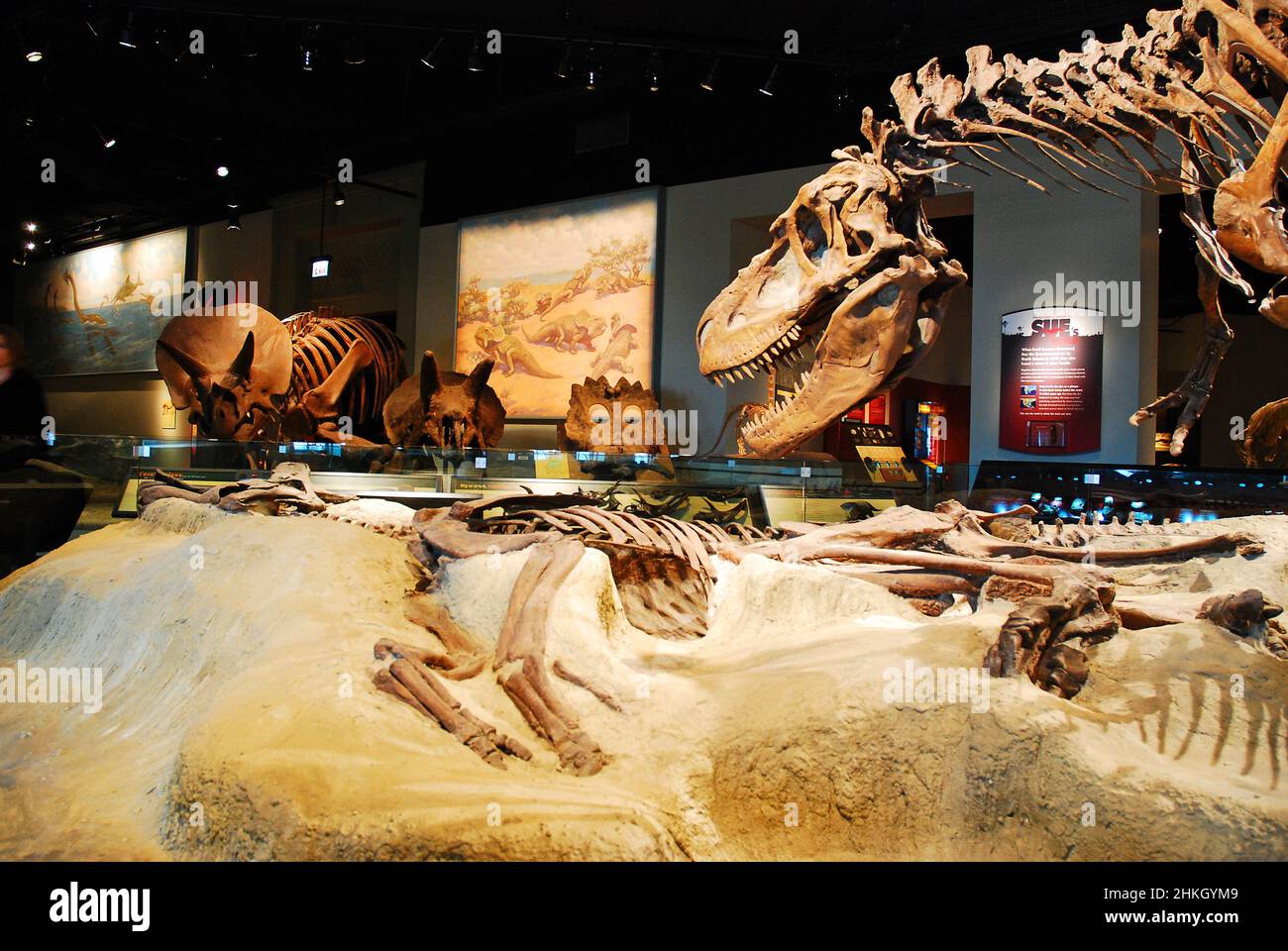 Une exposition de dinosaures au Field Museum, Chicago Banque D'Images