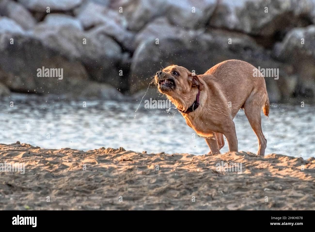 Chien juste hors de l'eau avec une expression ambiguë Banque D'Images