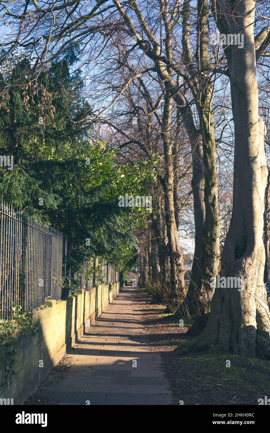 Towers Avenue, Jesmond, Newcastle upon Tyne, Royaume-Uni. Marche en banlieue. La nature dans la ville. Une avenue d'arbres projette des ombres douces. Banque D'Images