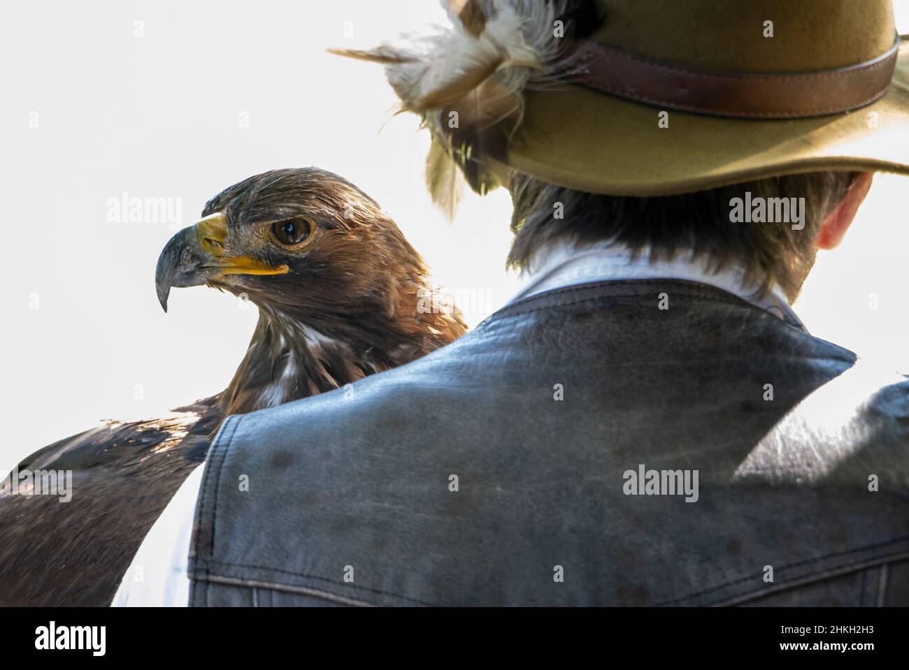 Un éleveur d'oiseaux de proie tient un aigle d'or (Aquila chrysaetos) Banque D'Images
