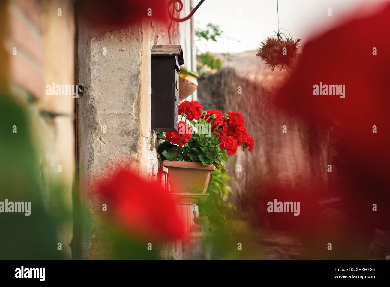 Géraniums rouges sur une maison en pierre Banque D'Images