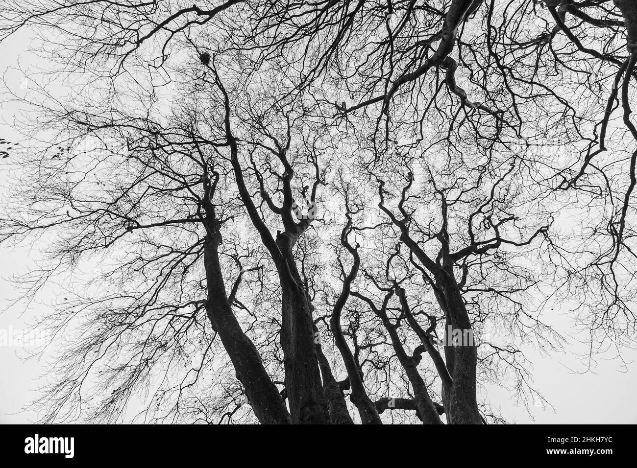 Regarder dans un ciel d'un arbre en monochrome Banque D'Images