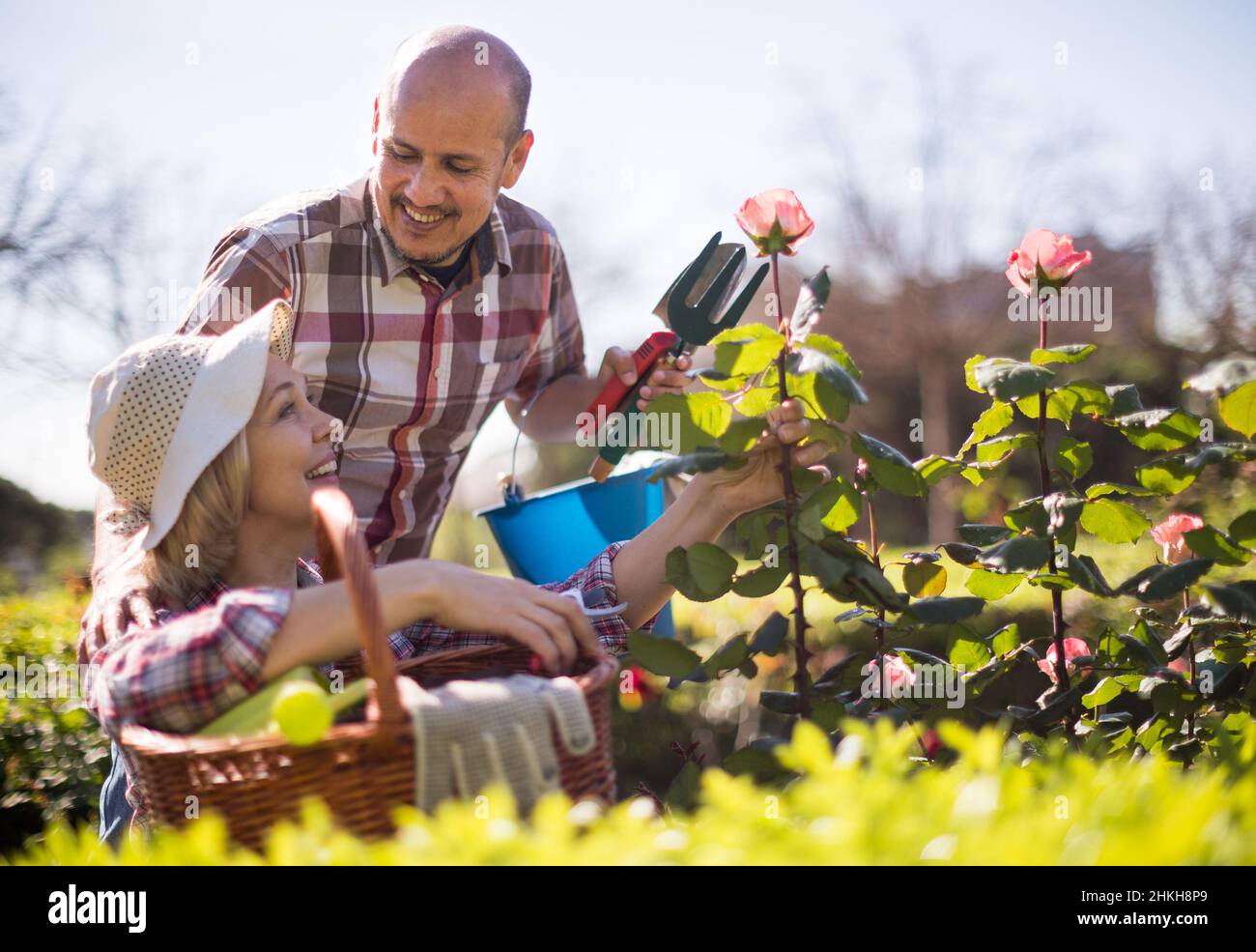 femme et homme s'occuper des roses dans le jardin Banque D'Images