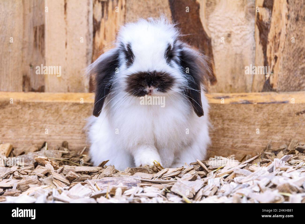 Joli lapin blanc avec des taches noires sur un manteau de fourrure Photo  Stock - Alamy