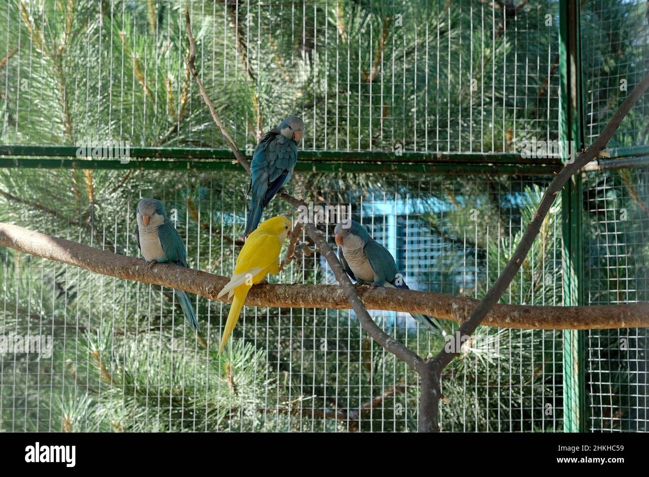 Perroquets d'oiseaux de rivage dans une branche d'un zoo.Petits