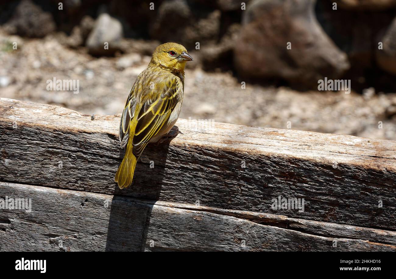 canari ; famille finch ; petit oiseau jaune ; bec conique ; œil rouge ;Faune; animal; nature; debout sur une rambarde en bois; gorge d'Oldupai; Olduvai, siège de l'UNESCO Banque D'Images