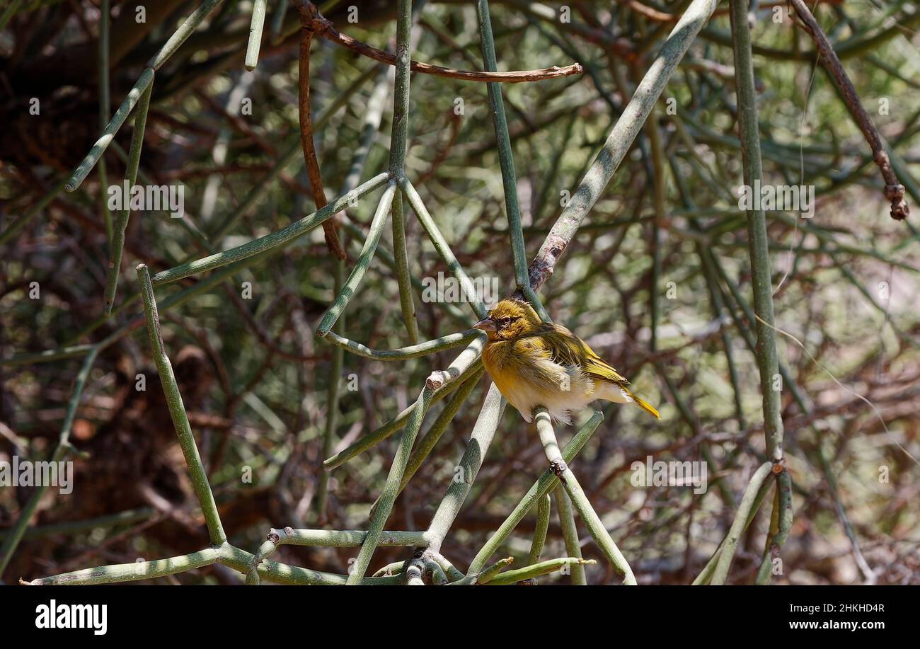 canari ; famille finch ; petit oiseau jaune ; bec conique ; œil rouge ;Faune; animal; nature; debout sur la branche; gorge d'Oldupai;Olduvai, site de l'UNESCO, Tan Banque D'Images