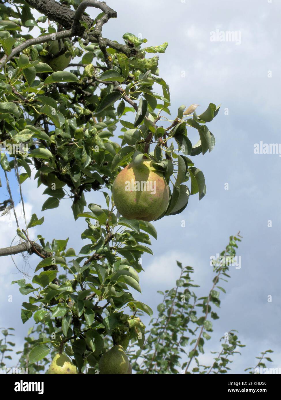 Poires sur branches d'arbre Banque D'Images