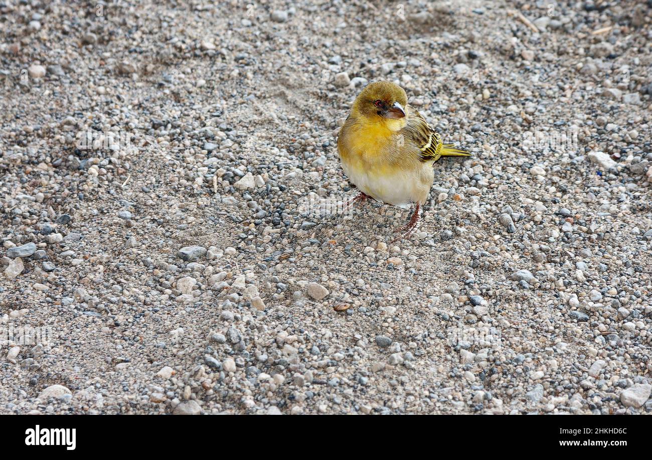 canari; famille finch; petit oiseau jaune; bec conique; yeux rouges; faune; animal; nature; debout sur gravier; gorge d'Oldupai; Olduvai, site de l'UNESCO, Tan Banque D'Images